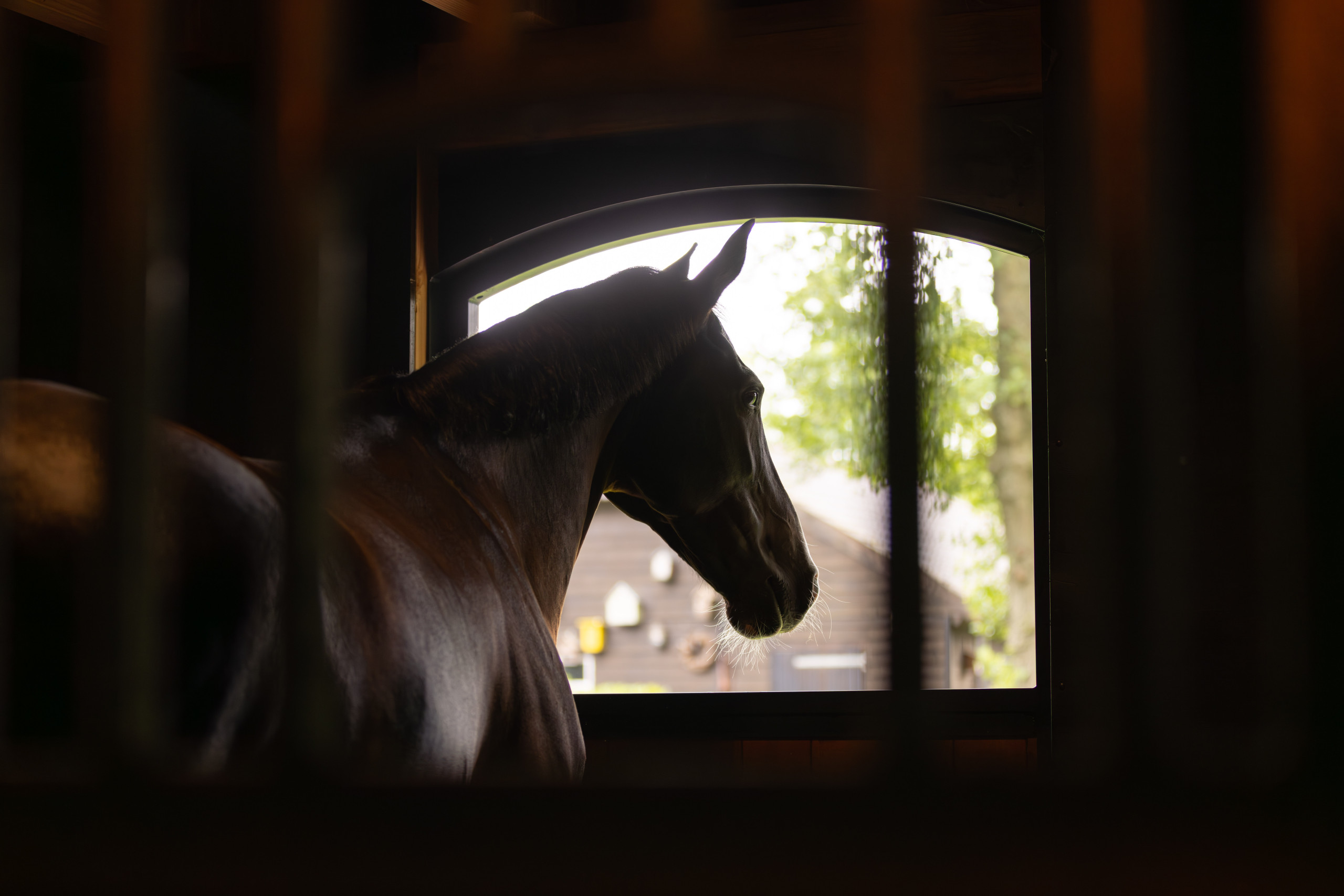 Paard in stal van Houtbouw Holland